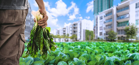 کوتاه نمودن زنجیره تامین مواد غذایی با کشاورزی شهری 6 کشاورزی شهری