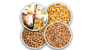 Picture5 (خوان) - ارزیابی پیامدهای جنگ رمضان بر امنیت غذایی و زنجیره تأمین کشاورزی آمریکا (بخش اول) - اقتصاد کشاورزی